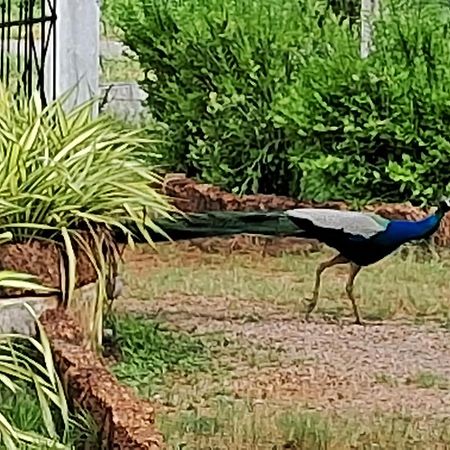 Arachiwil Green Nature Resort Puttalam Dış mekan fotoğraf