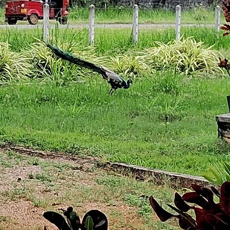 Arachiwil Green Nature Resort Puttalam Dış mekan fotoğraf