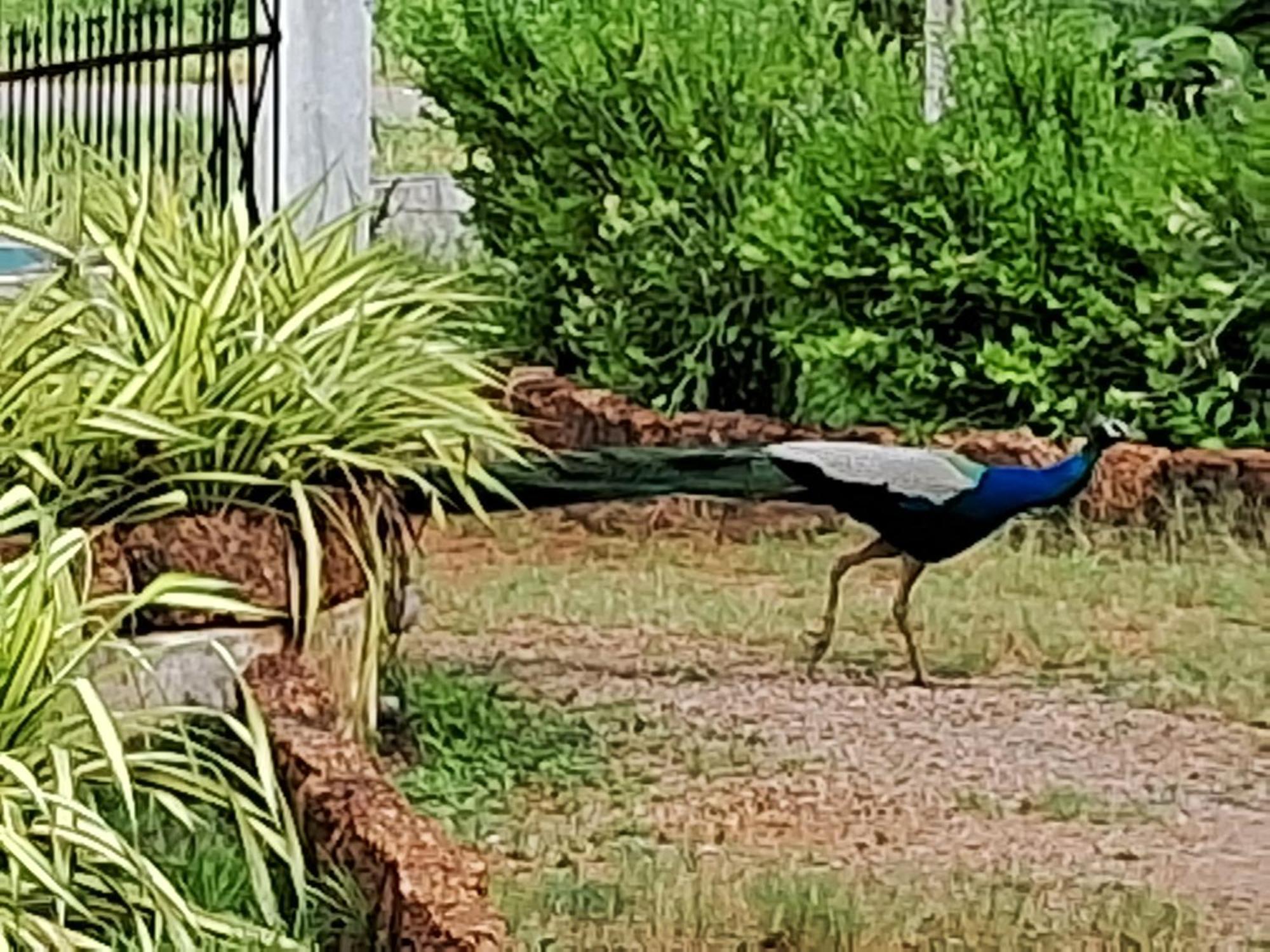 Arachiwil Green Nature Resort Puttalam Dış mekan fotoğraf